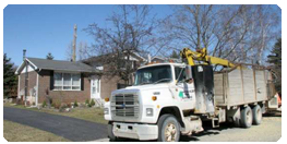 Tree Services in Owen Sound