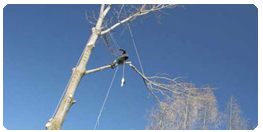 Tree Services in Owen Sound